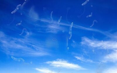 Mosche volanti: cosa fare?